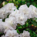 White Flowering Evergreen Azalea 3 Gallon U950