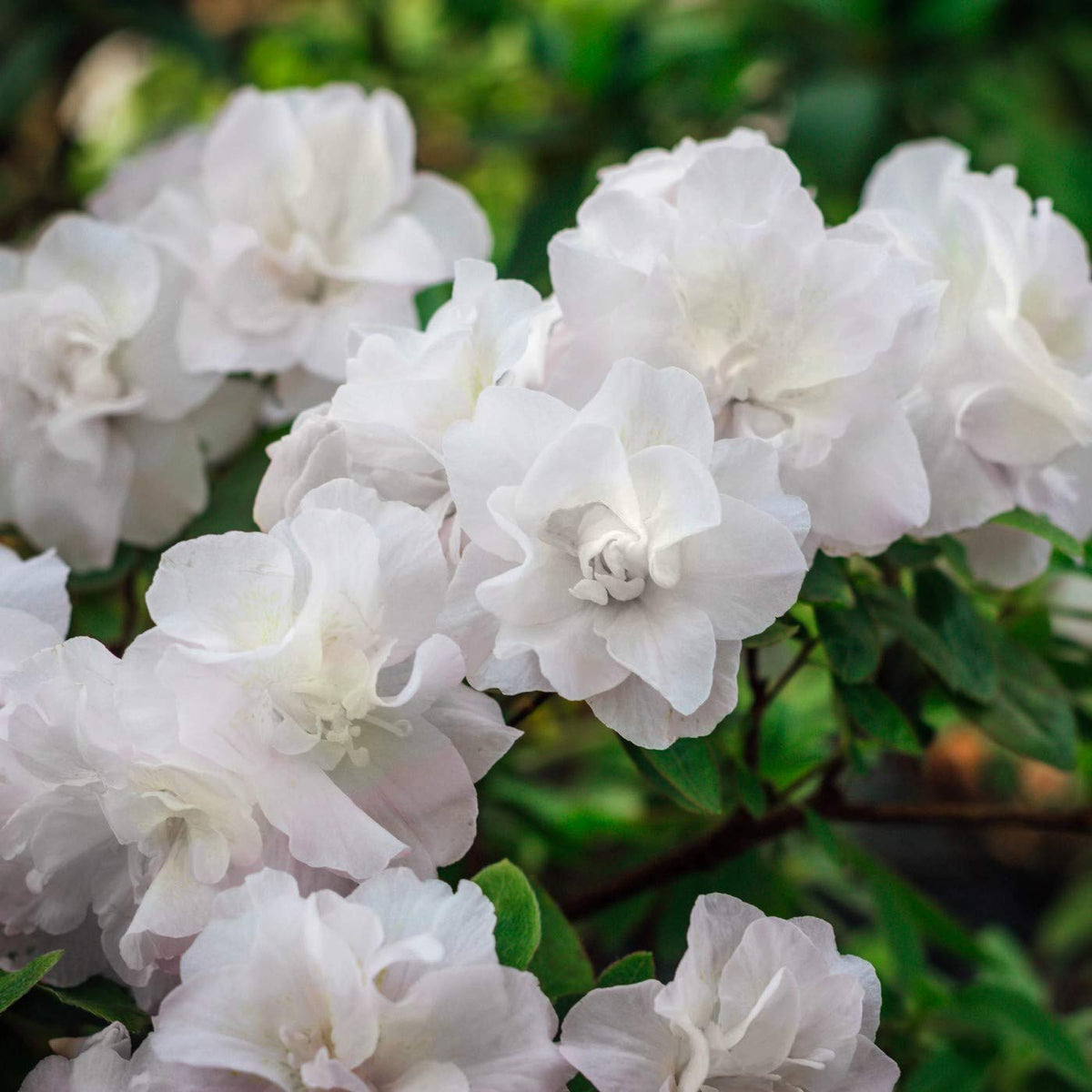 White Flowering Evergreen Azalea 3 Gallon U950