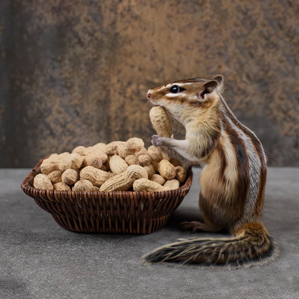 Peanuts In Shell 2 lbs O42250