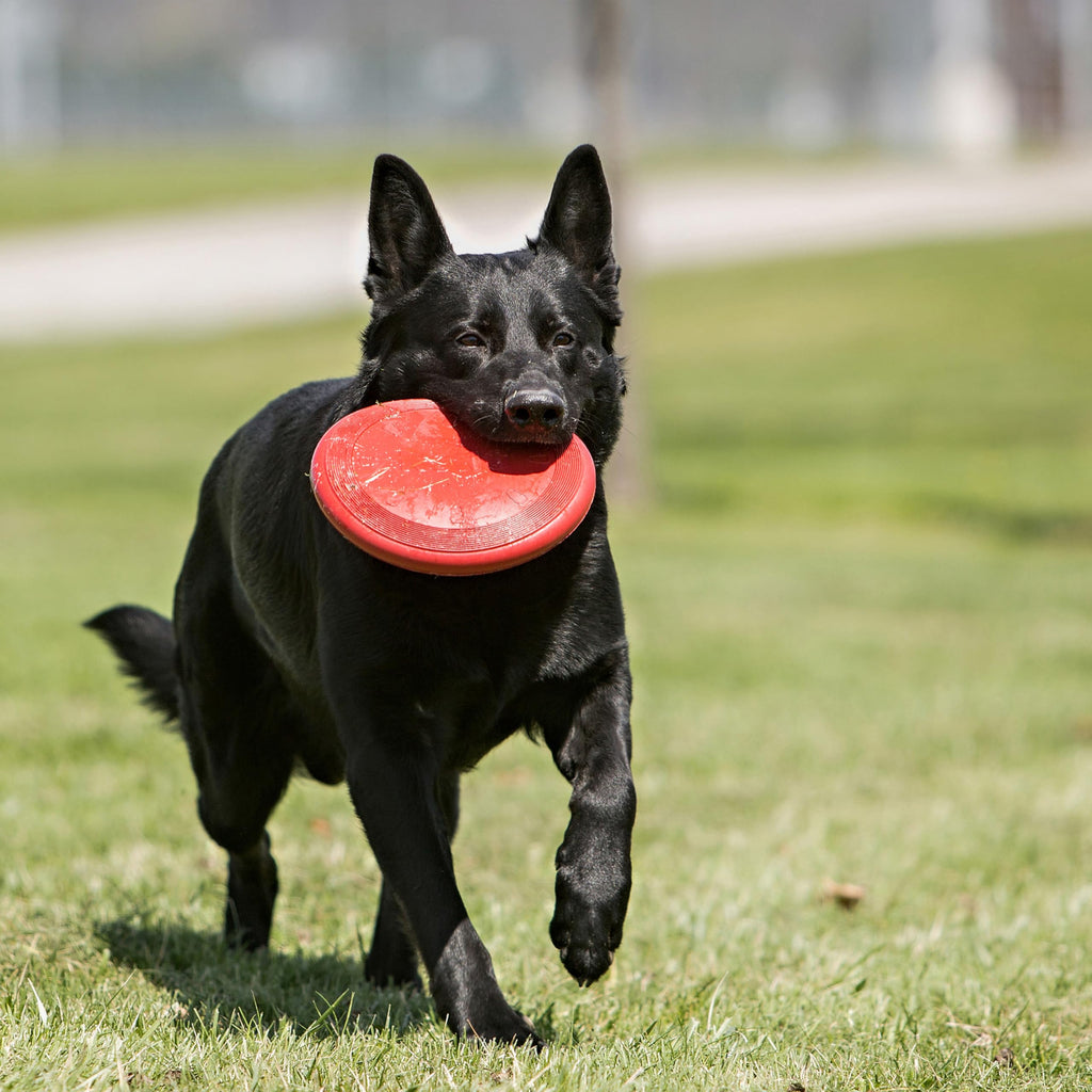 Natural Rubber Flying Disc Fetch Toy L9501