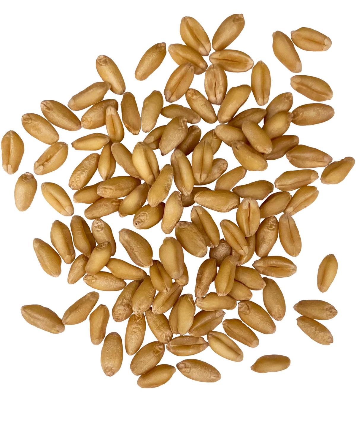 Soft White Wheat Berries 25 LBS Bulk Sproutable Non-GMO Kosher M563485