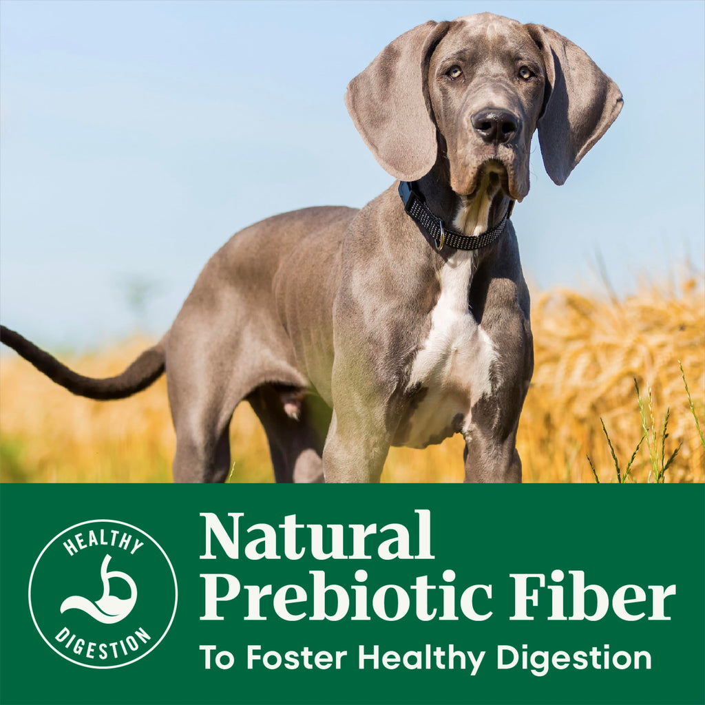 Large Breed Puppy Dry Dog Food Chicken 13 lb X77222