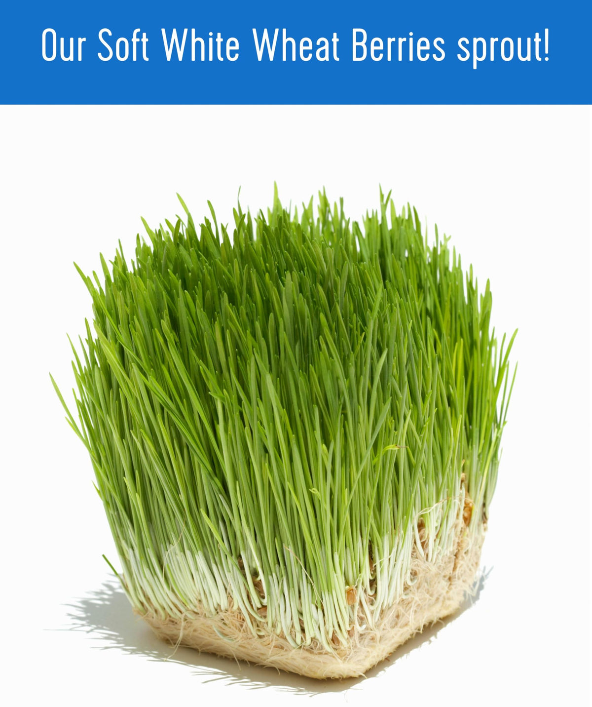 Soft White Wheat Berries 25 LBS Bulk Sproutable Non-GMO Kosher M563485